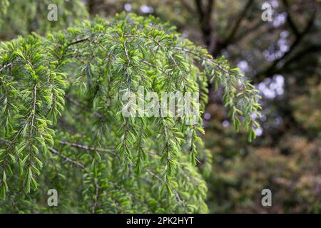 Cedrus deodara, die Deodar-Zeder im Frühling, die Himalaya-Zeder oder Deodar, ist eine im Himalaya heimische Zeder-Art. Stockfoto