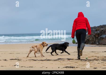 Isle of Lewis, Schottland. 5. April 2023 Wetter in Großbritannien: Ein nasser und windiger Start in die Osterferien auf der Isle of Lewis. Hundefreunde trotzen Wind und Regen am Eoropie Beach ohne Touristen. Kredit: Bradley Taylor / Alamy Live News Stockfoto