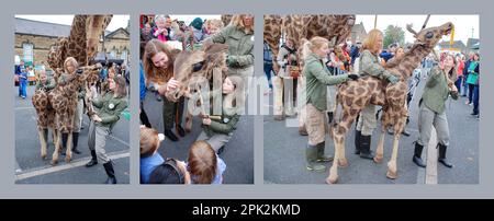 Puppenspieler koordinieren die Bewegungen einer Giraffe beim Skipton International Puppet Festival gegen 2015 (Erwachsene Giraffen und Nachkommen). Stockfoto