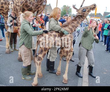 Puppenspieler koordinieren die Bewegungen einer Giraffe beim Skipton International Puppet Festival gegen 2015 (Erwachsene Giraffen und Nachkommen). Stockfoto