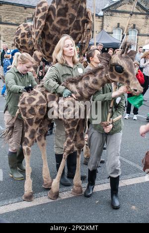 Puppenspieler koordinieren die Bewegungen einer Giraffe beim Skipton International Puppet Festival gegen 2015 (Erwachsene Giraffen und Nachkommen). Stockfoto