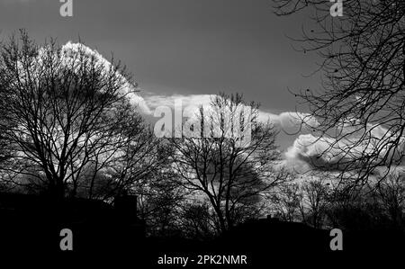 Ein Schwarzweißfoto eines Baumständers vor einem bewölkten Himmel Stockfoto