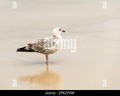 Eine junge Möwe (Larus argentatus) am Sandstrand, England, Großbritannien Stockfoto