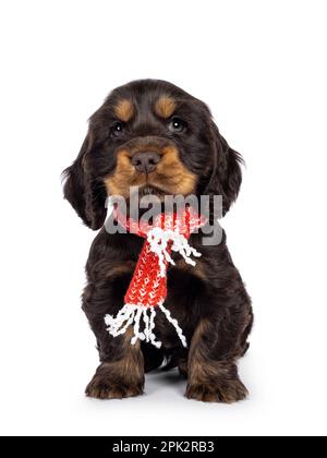 Süßer Schokolade und Bräunung englischer Coclerspaniel Hundewelpe, der mit Blick nach vorne sitzt und einen roten Schal um den Hals trägt. Er blickt auf die Kamera, isoliert auf einem weißen Stockfoto