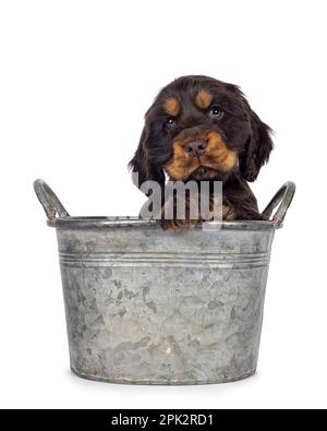 Süßer Schokolade und Braungebrannter englischer Coclerspaniel Hundewelpe, sitzt in einem Metalleimer und blickt nach vorne mit der vorderen Pfote an der Kante. Blick in die Kamera, isoliert o Stockfoto