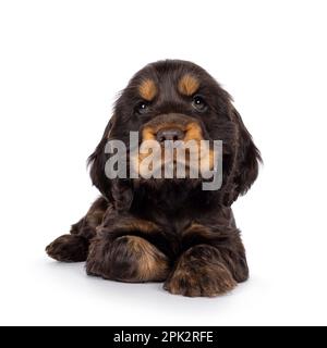 Süßer Schokolade- und Braungebrannter englischer Coclerspaniel Hundewelpe, der sich nach vorne legte. Sie blickt in die Kamera, isoliert auf weißem Hintergrund. Stockfoto