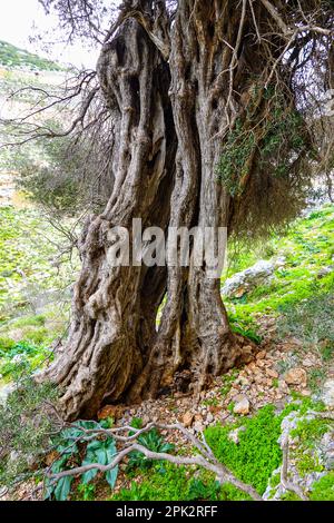 Antiker Olivenbaum auf Kalymnos, griechische Insel, Dodekanische Inseln, Griechenland Stockfoto