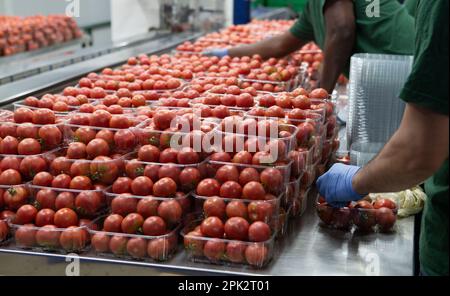 Verarbeitung und Verpackung von Tomaten in einer landwirtschaftlichen Fabrik auf der Insel Mallorca Stockfoto