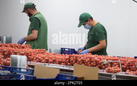 Verarbeitung und Verpackung von Tomaten in einer landwirtschaftlichen Fabrik auf der Insel Mallorca Stockfoto