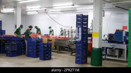 Verarbeitung und Verpackung von Tomaten in einer landwirtschaftlichen Fabrik auf der Insel Mallorca Stockfoto