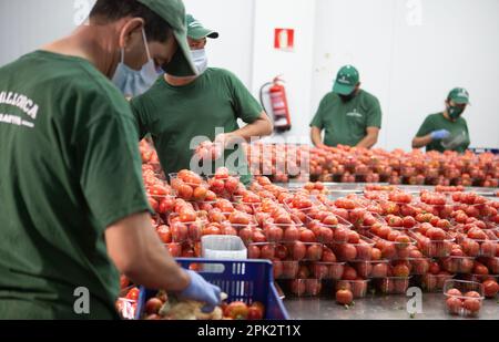 Verarbeitung und Verpackung von Tomaten in einer landwirtschaftlichen Fabrik auf der Insel Mallorca Stockfoto