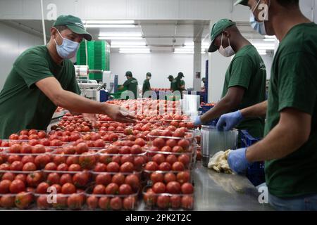 Verarbeitung und Verpackung von Tomaten in einer landwirtschaftlichen Fabrik auf der Insel Mallorca Stockfoto