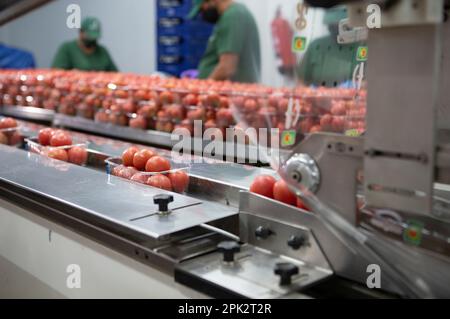 Verarbeitung und Verpackung von Tomaten in einer landwirtschaftlichen Fabrik auf der Insel Mallorca Stockfoto