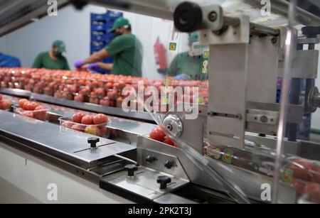 Verarbeitung und Verpackung von Tomaten in einer landwirtschaftlichen Fabrik auf der Insel Mallorca Stockfoto