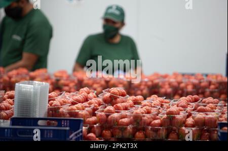 Verarbeitung und Verpackung von Tomaten in einer landwirtschaftlichen Fabrik auf der Insel Mallorca Stockfoto