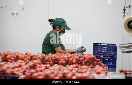 Verarbeitung und Verpackung von Tomaten in einer landwirtschaftlichen Fabrik auf der Insel Mallorca Stockfoto