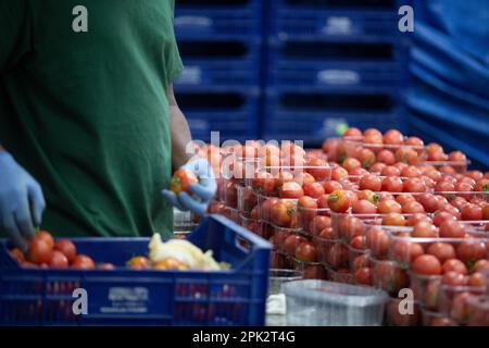 Verarbeitung und Verpackung von Tomaten in einer landwirtschaftlichen Fabrik auf der Insel Mallorca Stockfoto