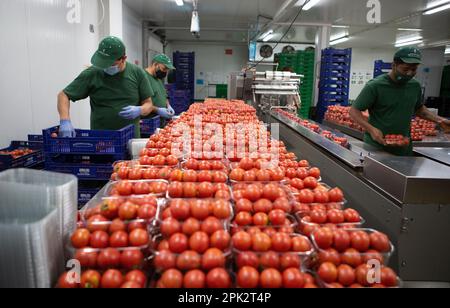 Verarbeitung und Verpackung von Tomaten in einer landwirtschaftlichen Fabrik auf der Insel Mallorca Stockfoto