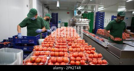 Verarbeitung und Verpackung von Tomaten in einer landwirtschaftlichen Fabrik auf der Insel Mallorca Stockfoto