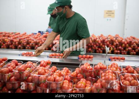 Verarbeitung und Verpackung von Tomaten in einer landwirtschaftlichen Fabrik auf der Insel Mallorca Stockfoto