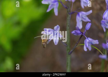 Eine Honigbiene, die Pollen einer spanischen Blauzunge (Hyacinthoides hispanica) ernährt. Der Pollen in dieser Blume ist blau, also ist der Pollensack blau. Stockfoto