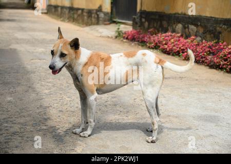 Hungriger streunender Hund läuft auf asiatischer Straße auf der Suche nach Essen. Sri lanka. Stockfoto