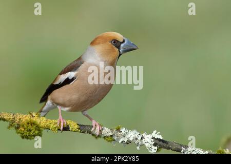 Falken (Coccothraustes coccothraustes), männlich, auf einem mit Moos und Flechten überwucherten Ast, Tiere, Vögel, Siegerland, Nordrhein-Westfalen, Stockfoto