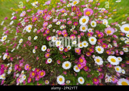 Mexikanische Fleaban-Gänseblümchen Stockfoto
