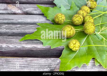 Unreife Samen liegen auf großen Silberblättern auf einer alten Holzbank. Schönheit in der Natur. Nahaufnahme. Speicherplatz kopieren. Selektiver Fokus. Stockfoto