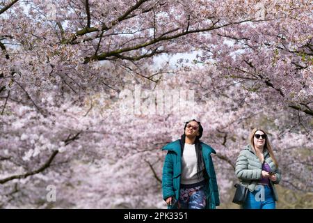 Im Battersea Park im Südwesten Londons gehen die Menschen durch Kirschblüten. Bilddatum: Mittwoch, 5. April 2023. Stockfoto