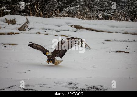 Ein Adler, der an einem schneebedeckten Strand vorbeischwebt, um Fische mit ausgestreckten Krallen aufzunehmen Stockfoto