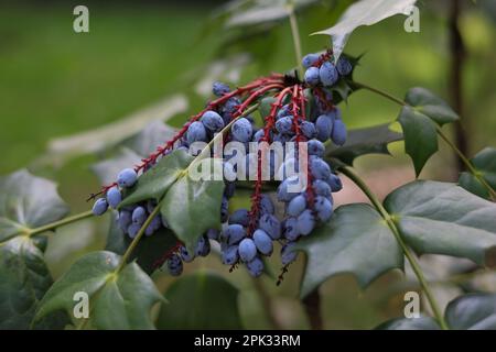 Eine Gruppe Blaubeeren hängen an den Zweigen eines Strauchs in einer sonnigen Umgebung Stockfoto