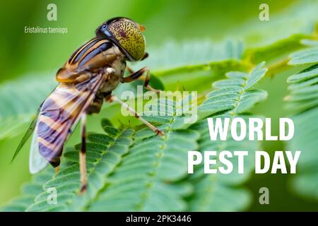 Weltschädlingstag-Kampagne. Juni 6. Die Drohne mit den Bandaugen fliegt Eristalinus taeniops auf den grünen Blättern. Stockfoto