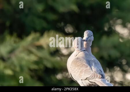 Ein Paar eurasische Halsentaube oder Streptopelia Decaocto, verliebt im grünen Hintergrund, hallo Frühling Stockfoto