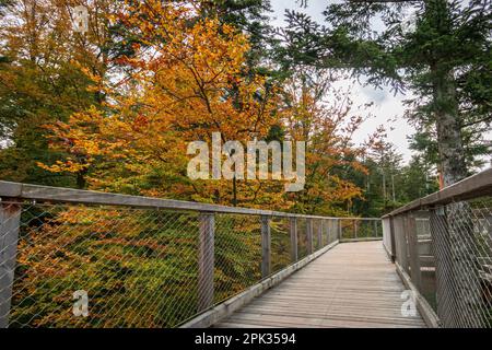 Waldweg und Pfad des Baumwipfelpfelpfads Schwarzwald im Schwarzwald Stockfoto