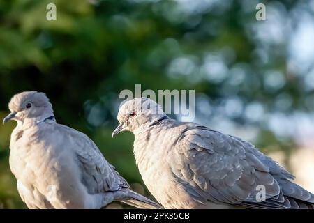 Ein Paar eurasische Halsentaube oder Streptopelia Decaocto, verliebt im grünen Hintergrund, hallo Frühling Stockfoto