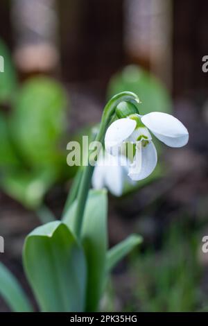 Schneeglöckchen Blütenblätter im Frühlingsgarten, die von Schnecken gefressen werden Gartenschädlinge Stockfoto