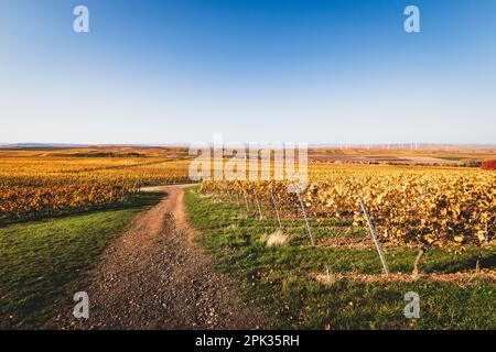 Panoramablick auf die im Herbst gelben Weinberge in der Nähe von Flonheim Rheinhessen, Deutschland, mit Windturbinen im Hintergrund vor blauem Himmel Stockfoto
