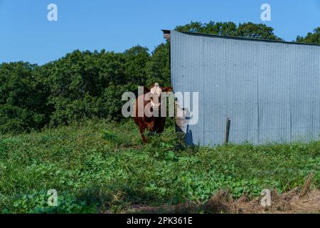 Braune Kuh mit weißen Flecken auf einer grünen, ländlichen Farm in Missouri mit einem Metallschuppen Stockfoto