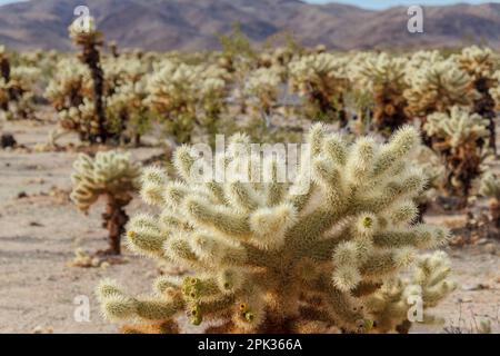 Cholla Cactus Garden im Joshua Tree National Park, Kalifornien. Stockfoto