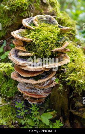 Truthahnschwanz Pilzpilz Hardwick Wood Cambridgeshire Stockfoto