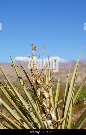 Nahaufnahme eines Mojave-Yucca-Werks in der Mojave-Wüste von Kalifornien. Vertikale Porträtaufnahme. Stockfoto