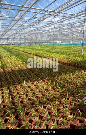 Jungpflanzen von Kurkuma, Curcuma longa Blütenpflanze der Ingwerfamilie, Zierblumen, die im niederländischen Gewächshaus angebaut werden, Niederlande Stockfoto