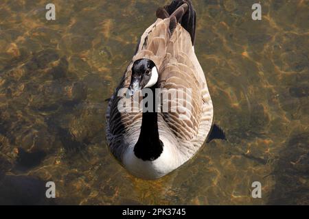 Kanadagans Branta canadensis Roath Park, Cardiff, Wales. Stockfoto