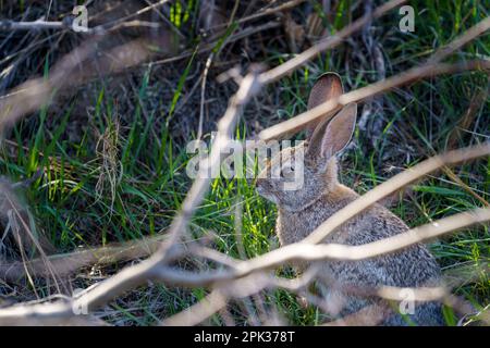 Wüsten-Hase in grünem Gras. Eingerahmt von Ästen. Stockfoto