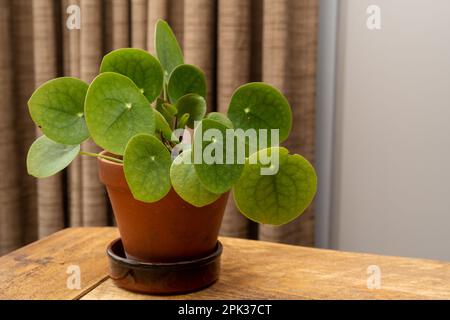 Pilea peperomioides, die chinesische Geldpflanze, UFO-Pflanze, Pfannkuchenpflanze oder Missionarspflanze, drinnen, in einem Topf auf einem Holztisch. Stockfoto