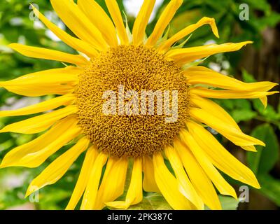 Sonnenblumenkopf, Helianthus annuus, horizontal Stockfoto