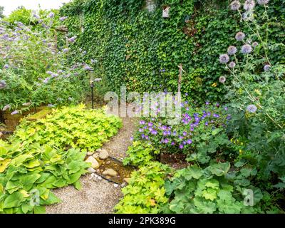 Kleiner Garten mit dicht angepflanzten einheimischen Pflanzen Efeu, echinops, Wasserlauf und Kiesweg im Sommer, Niederlande Stockfoto