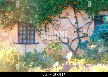 Garten, Weinrebe und verwitterte Wände der Fassade bei der Carmel Mission. Mission San Carlos Borromeo de Carmelo in Carmel-by-the-Sea, Kalifornien, USA Stockfoto