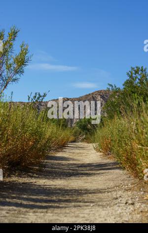 Wanderweg im Big Morongo Canyon Preserve. Morongo Valley, Kalifornien. Stockfoto